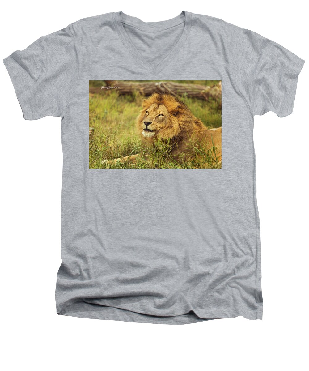 African Men's V-Neck T-Shirt featuring the photograph African Lion Portrait by Joann Copeland-Paul