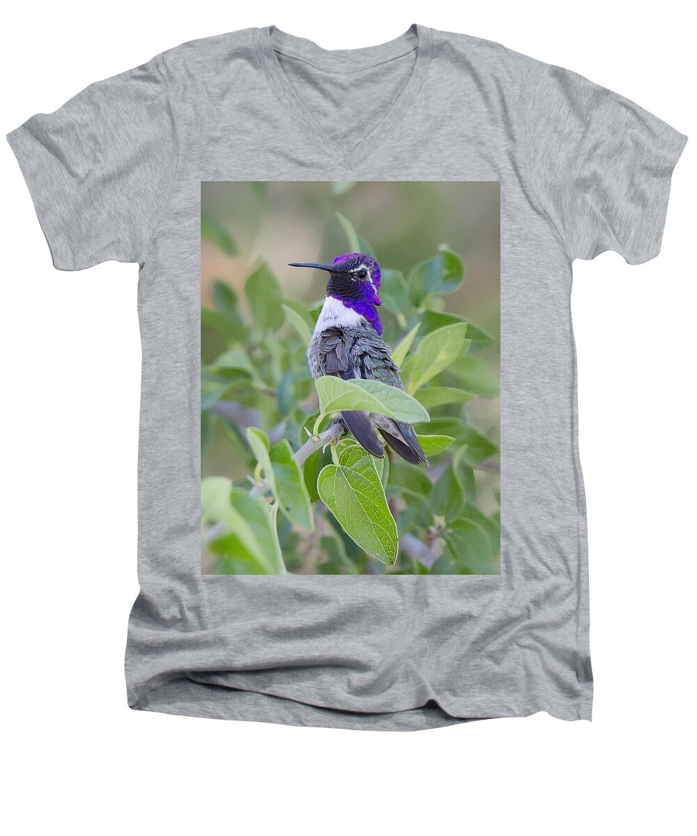 Costas Hummingbird Men's V-Neck T-Shirt featuring the photograph Little Treasure by Saija Lehtonen
