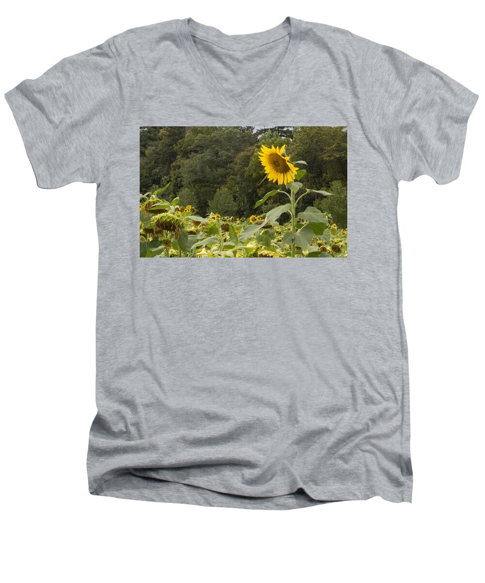 Sunflower Men's V-Neck T-Shirt featuring the photograph Lone Wolf by Arlene Carmel