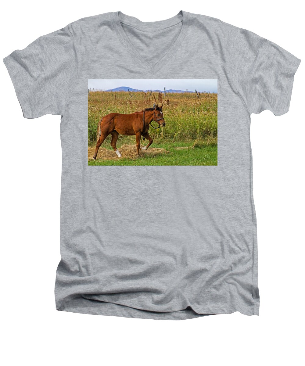 Horse Men's V-Neck T-Shirt featuring the photograph Lunch Break by Alana Thrower
