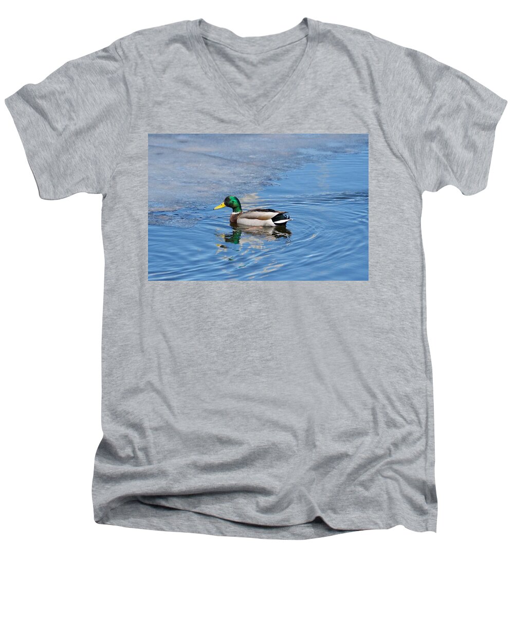 Duck Men's V-Neck T-Shirt featuring the photograph Male Mallard Duck by Michael Peychich
