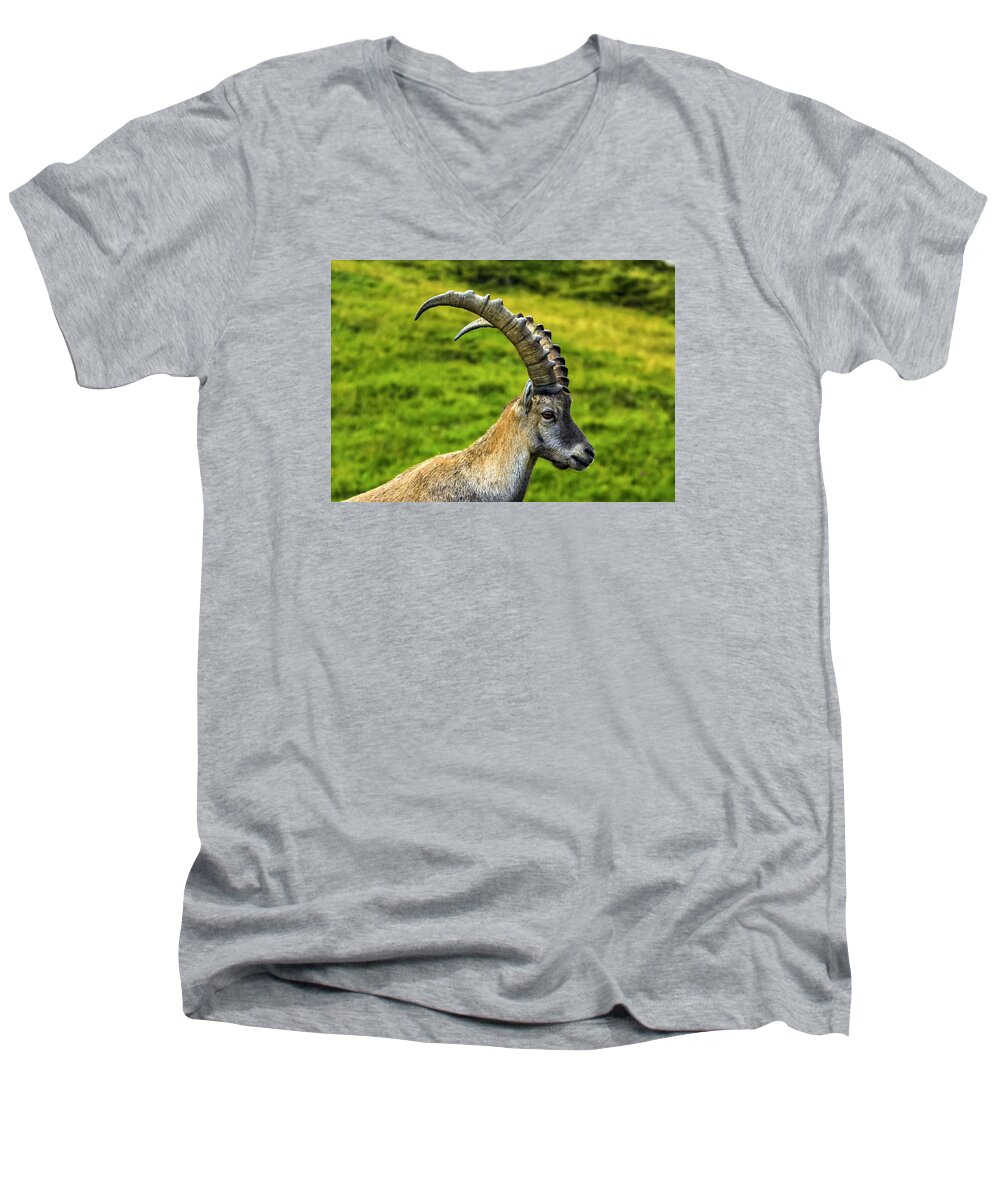 Ibex Men's V-Neck T-Shirt featuring the photograph Male wild alpine, capra ibex, or steinbock by Elenarts - Elena Duvernay photo