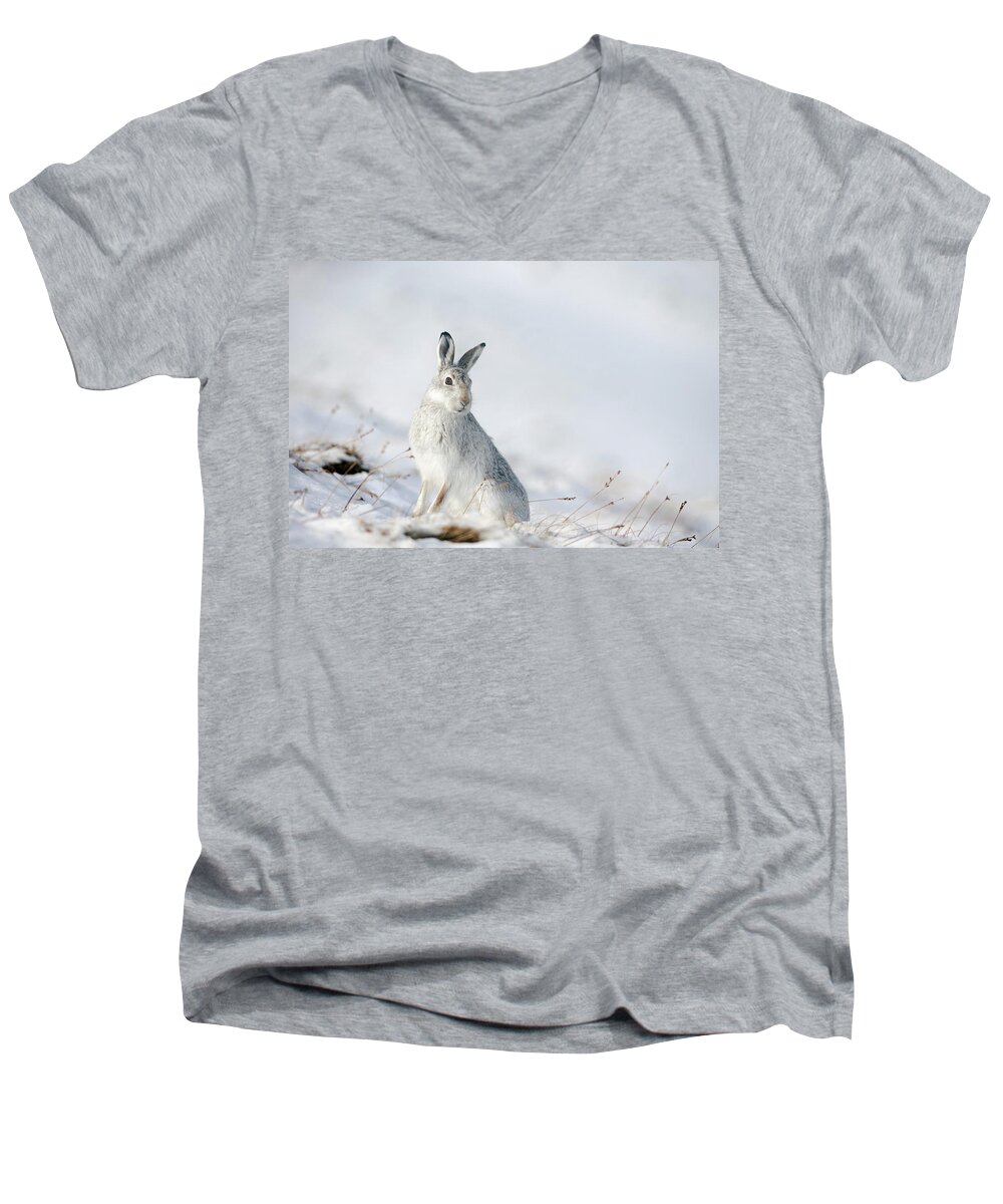 Mountain Men's V-Neck T-Shirt featuring the photograph Mountain Hare Sitting In Snow by Pete Walkden