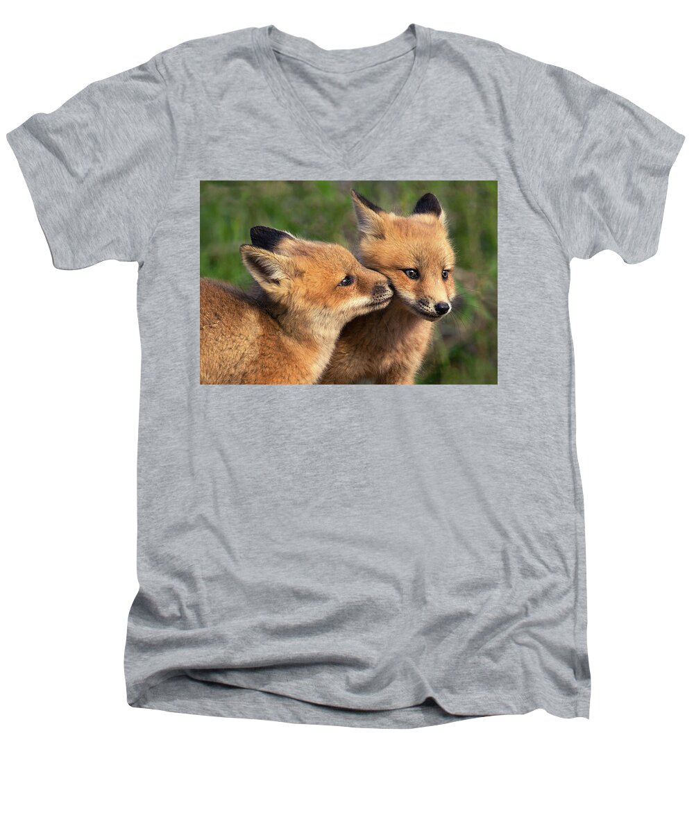 Fox Men's V-Neck T-Shirt featuring the photograph Nuzzle by Art Cole