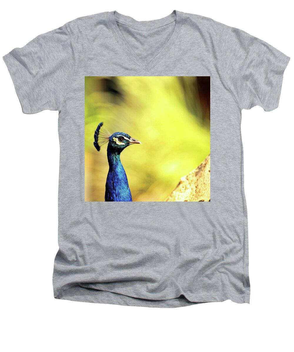 Peacock Men's V-Neck T-Shirt featuring the photograph Peacock Square by Judy Vincent