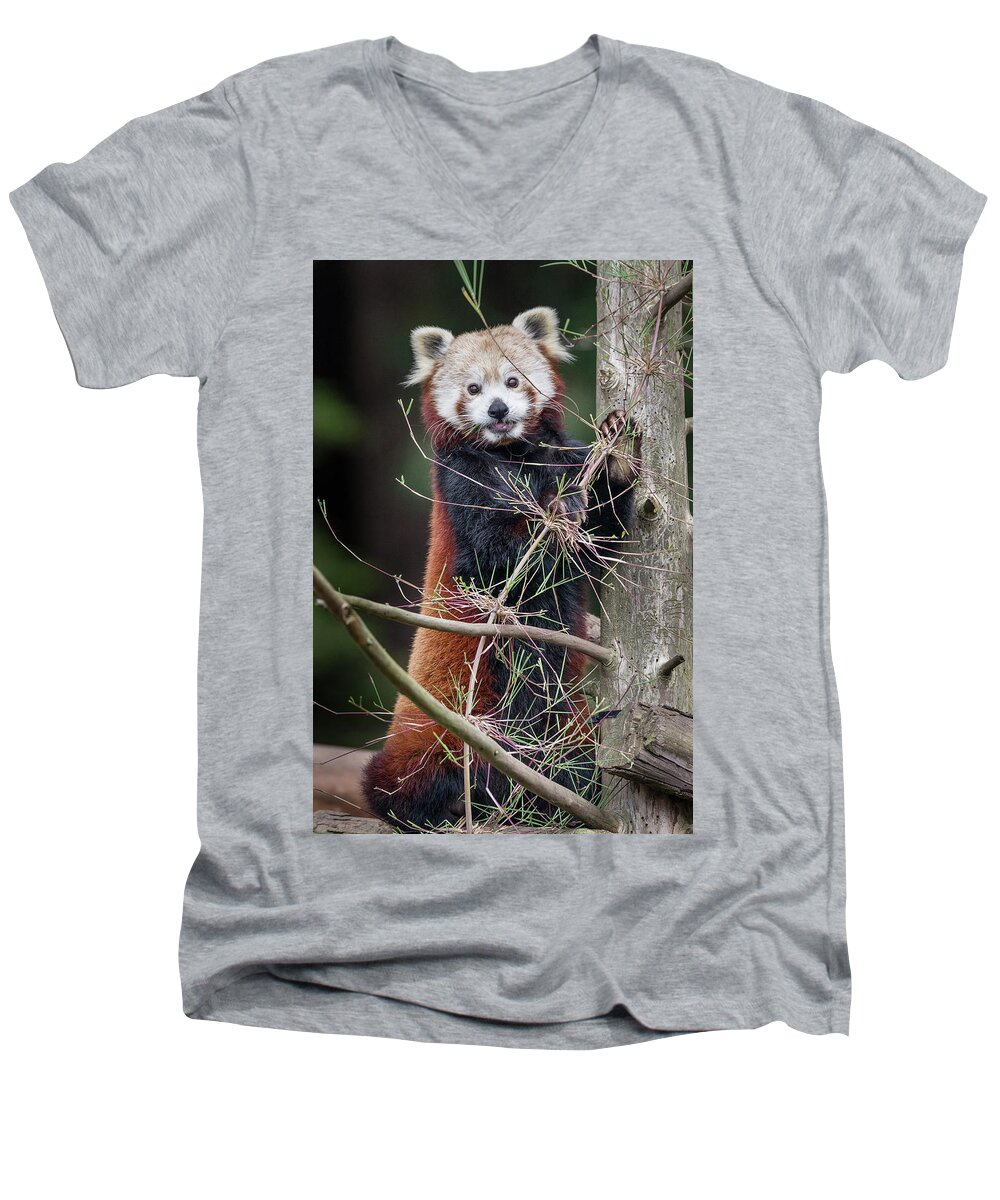 Red Panda Men's V-Neck T-Shirt featuring the photograph Portrat of a Content Red Panda by Greg Nyquist