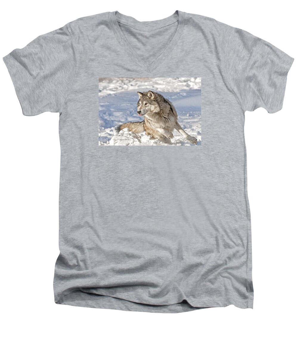 Wolf Men's V-Neck T-Shirt featuring the photograph Running Wolf by Scott Read