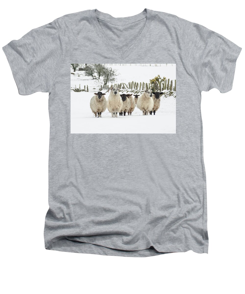 Sheep Men's V-Neck T-Shirt featuring the photograph Sheep in Snow by Joe Ormonde