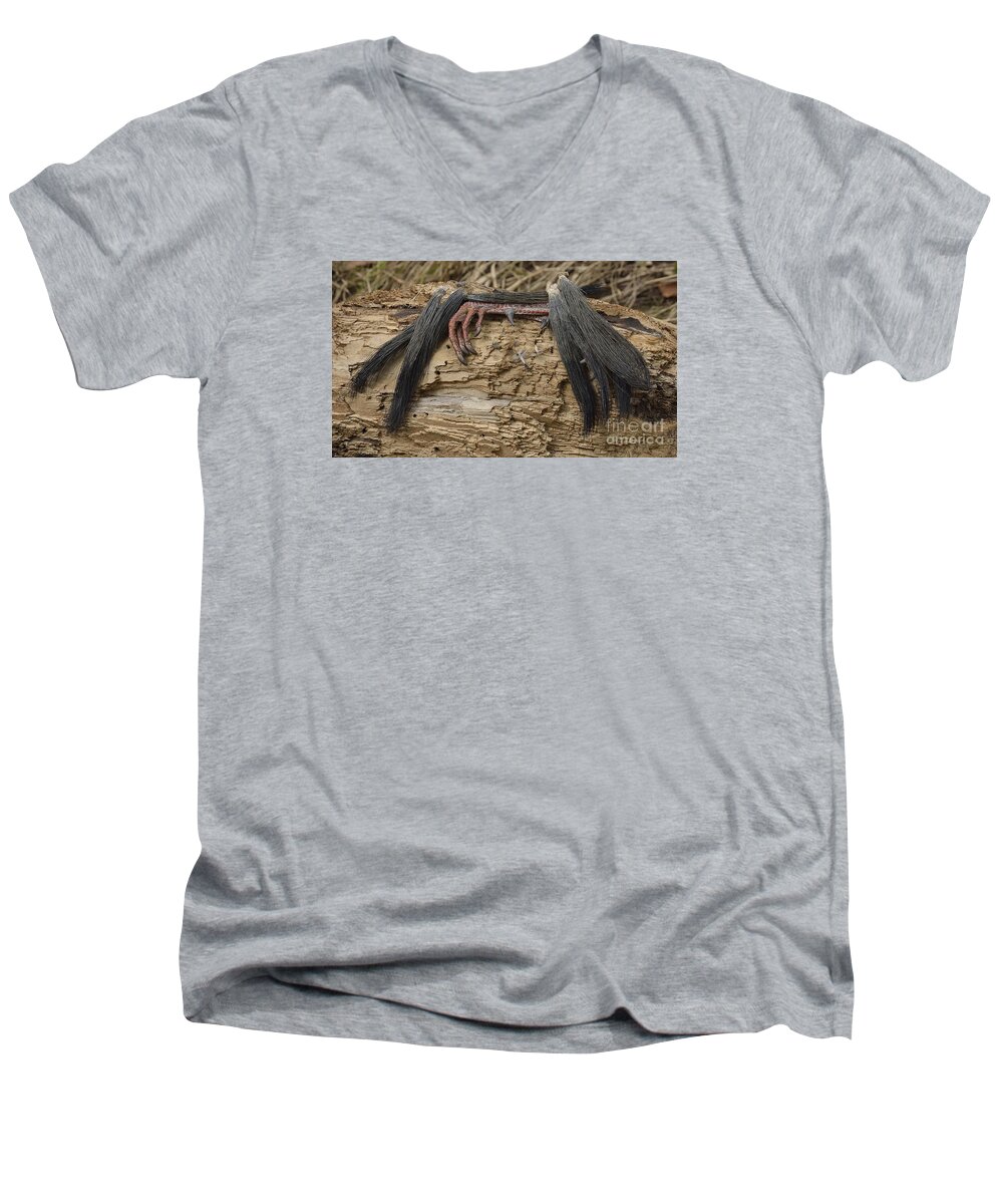 High Virginia Images Men's V-Neck T-Shirt featuring the photograph Spring Feathers by Randy Bodkins