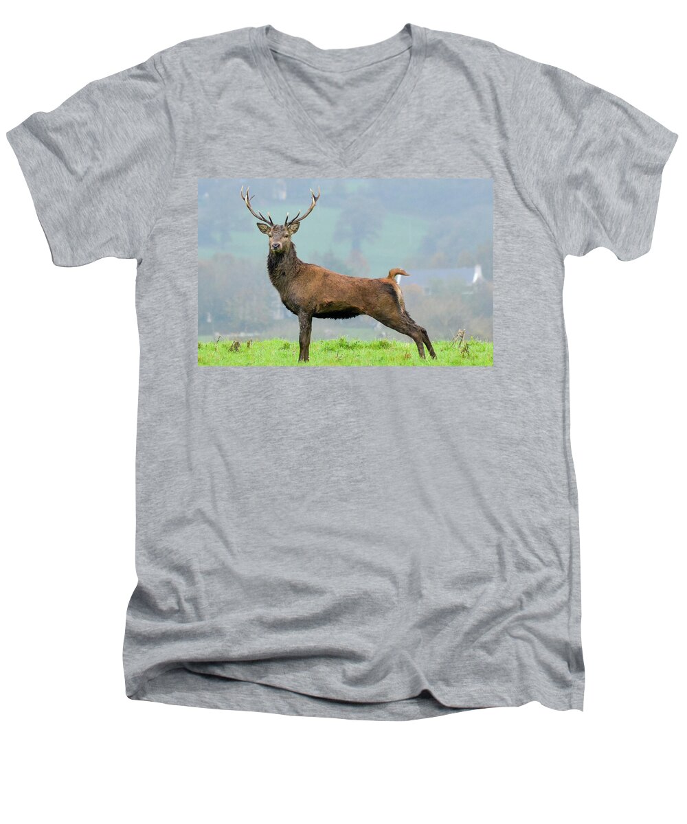 Stag Men's V-Neck T-Shirt featuring the photograph Stag by Joe Ormonde