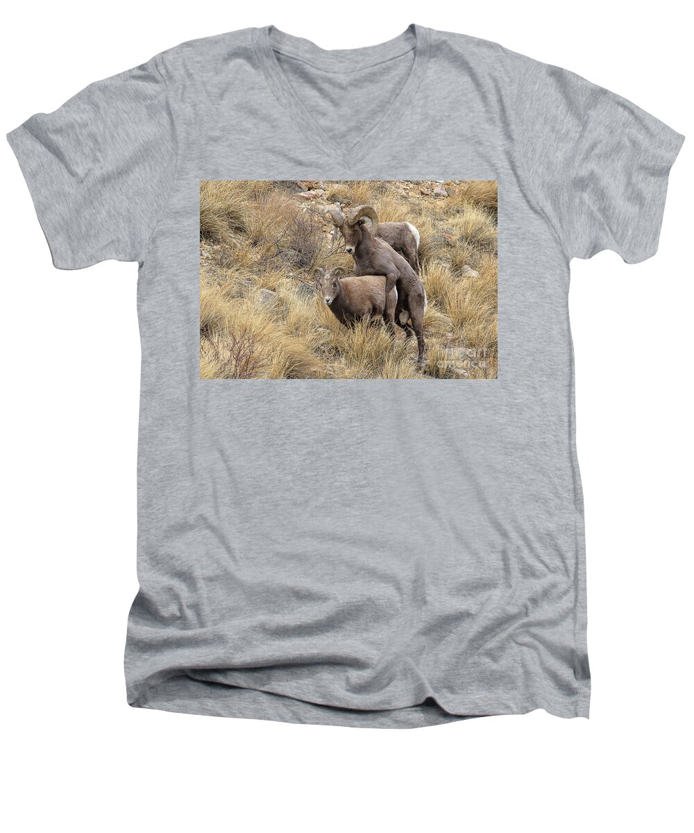 Bighorn Sheep; Mating Bighorns Men's V-Neck T-Shirt featuring the photograph Committed to the Cause by Jim Garrison