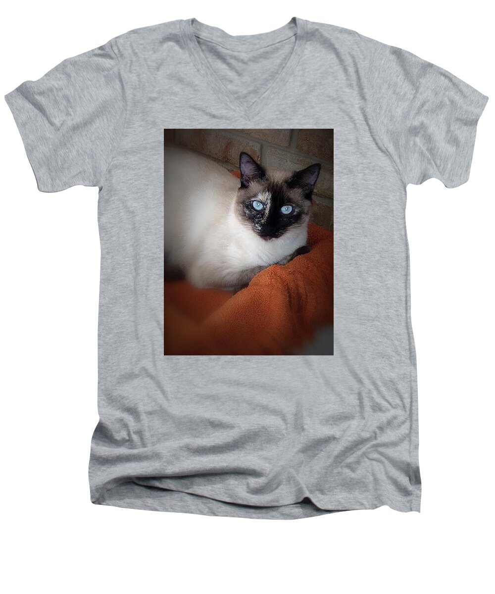 Cat Men's V-Neck T-Shirt featuring the photograph Sweet Pea by Bob Johnson