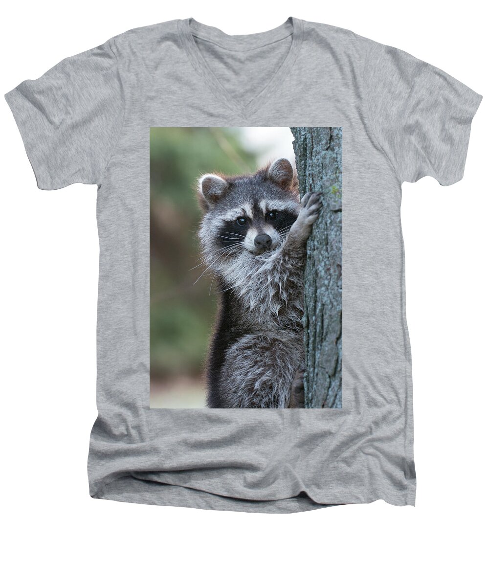 Raccoon Men's V-Neck T-Shirt featuring the photograph The Bandit by Jim Zablotny