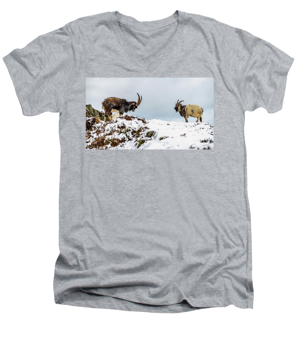 Mountain Goat Men's V-Neck T-Shirt featuring the photograph Welsh Mountain Goats by Adrian Evans