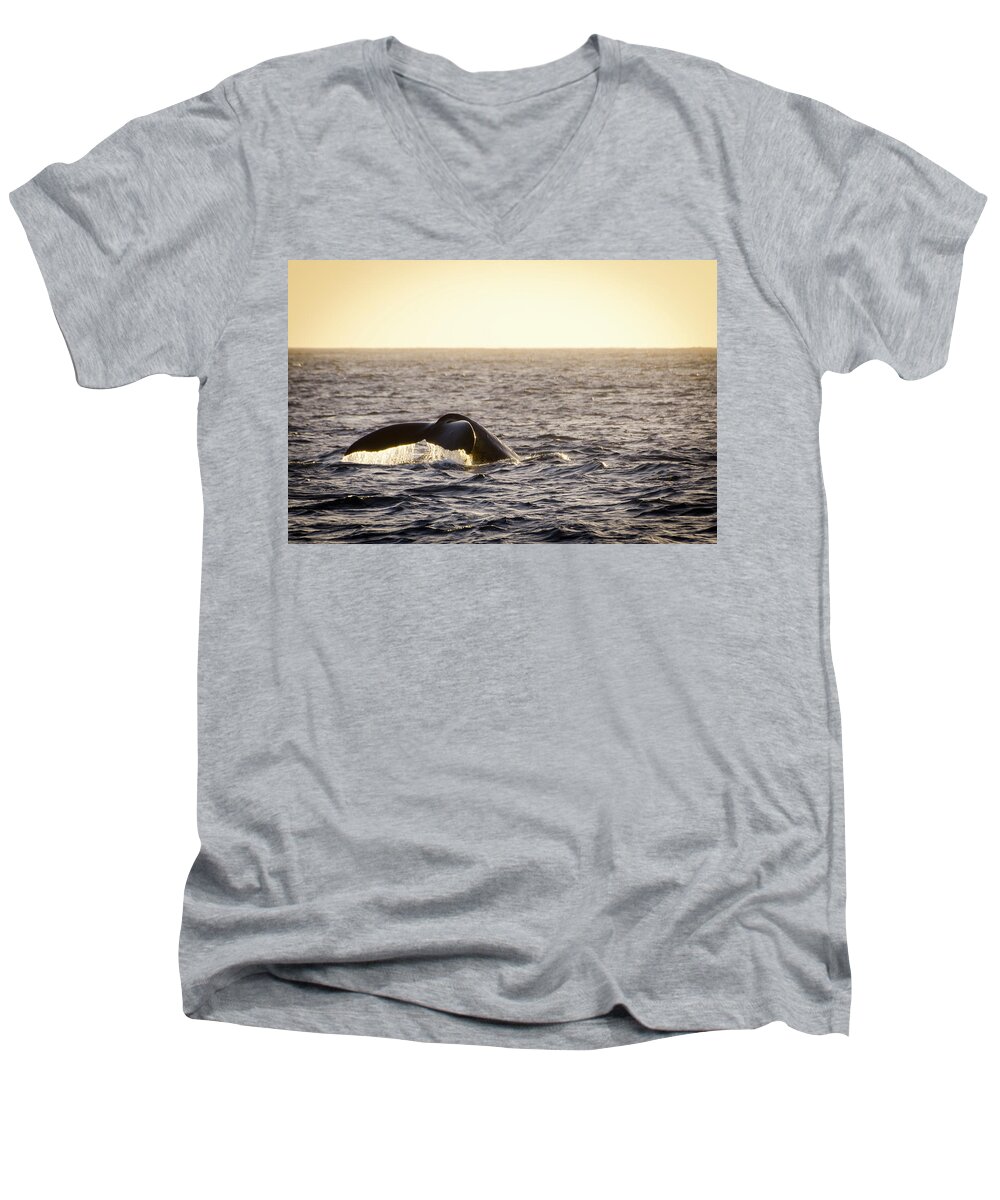 Animals Men's V-Neck T-Shirt featuring the photograph Whale Fluke by Daniel Murphy