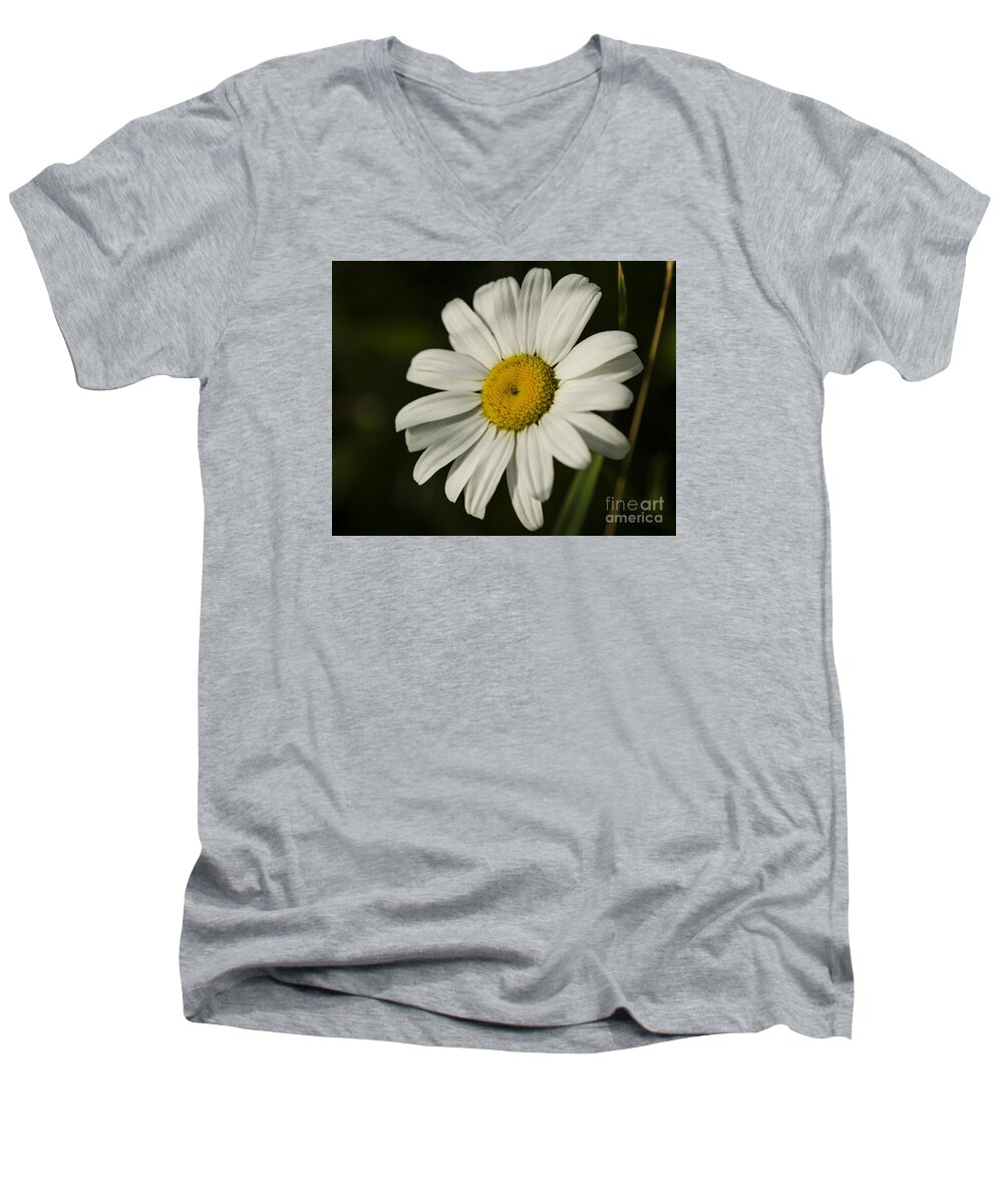 White Daisy Flower Men's V-Neck T-Shirt featuring the photograph White Daisy Flower by JT Lewis