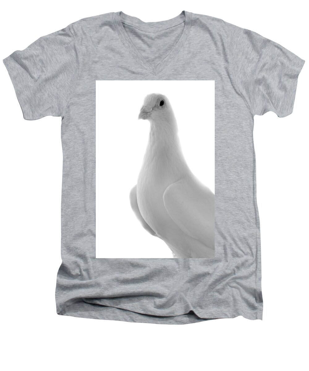 Bird Men's V-Neck T-Shirt featuring the photograph White Homing Pigeon by Nathan Abbott