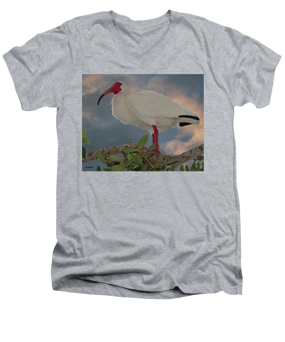 White Ibis Men's V-Neck T-Shirt featuring the photograph White Ibis by Larry Linton