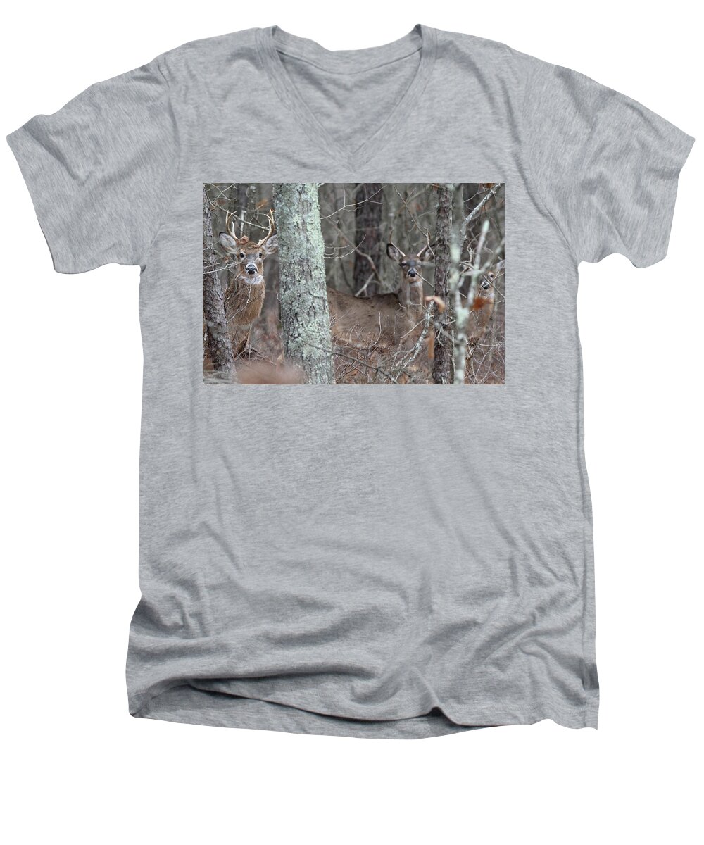 White Tail Deer Men's V-Neck T-Shirt featuring the photograph White Tailed Deer Smithtown New York by Bob Savage