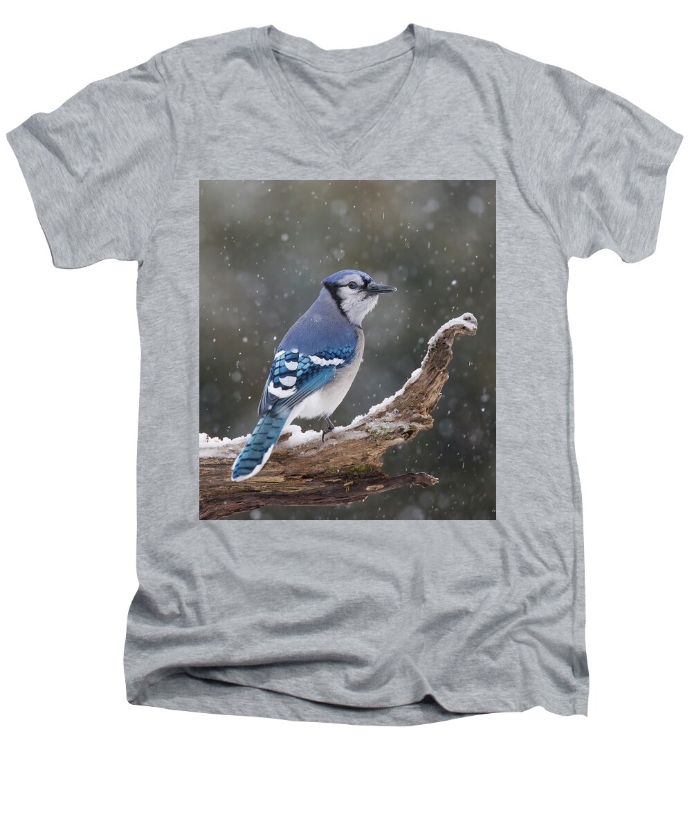 Blue Men's V-Neck T-Shirt featuring the photograph Winter Jay by Mircea Costina Photography