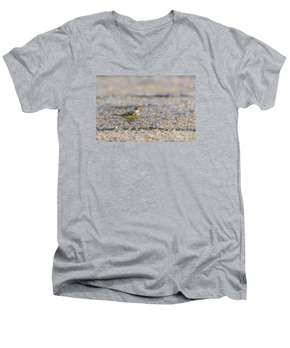 Animal Men's V-Neck T-Shirt featuring the photograph Yellow crowned wagtail juvenile by Jivko Nakev