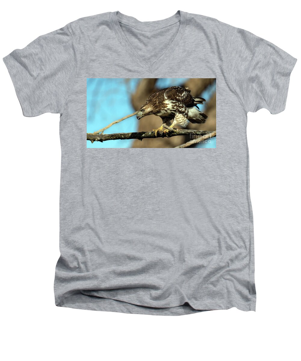 Hawk Men's V-Neck T-Shirt featuring the photograph Red Tailed Hawk perched #1 by Sam Rino