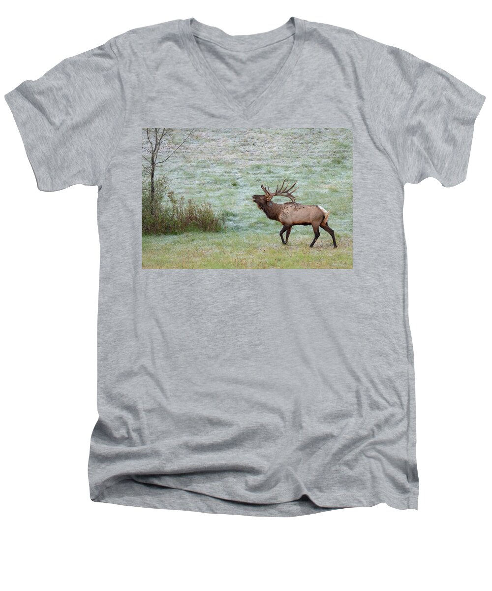 Elk Men's V-Neck T-Shirt featuring the photograph Bugling Bull by Rod Best