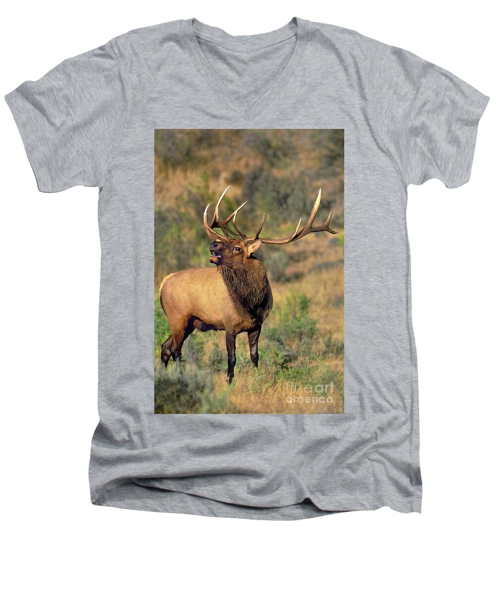 North America Men's V-Neck T-Shirt featuring the photograph Bull Elk in Rut Bugling Yellowstone Wyoming Wildlife by Dave Welling