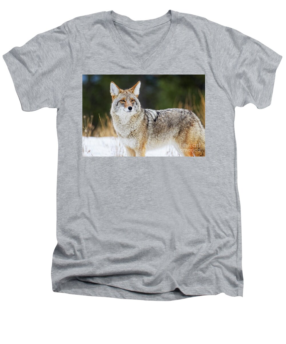 Close Up Men's V-Neck T-Shirt featuring the photograph Closeup of a healthy handsome coyote looking almost at you in wi by Robert C Paulson Jr