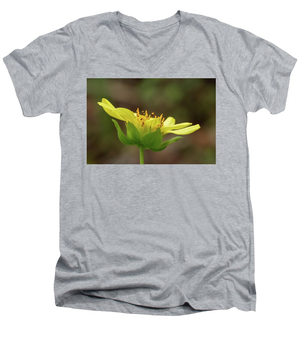 Smallanthus Uvedalia Men's V-Neck T-Shirt featuring the photograph Hairy Leafcup by Paul Rebmann