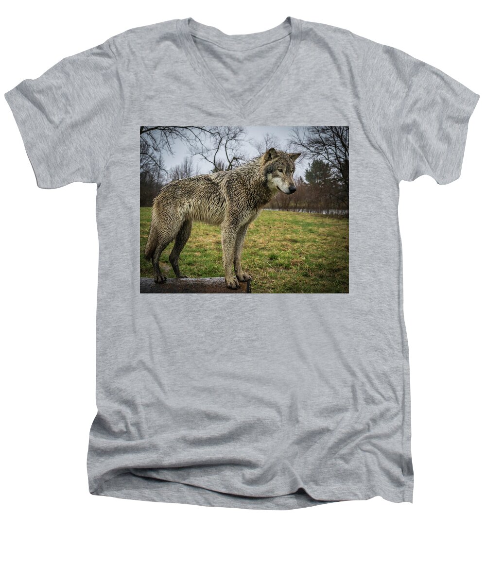 Wolf Wolves Men's V-Neck T-Shirt featuring the photograph I See It by Laura Hedien