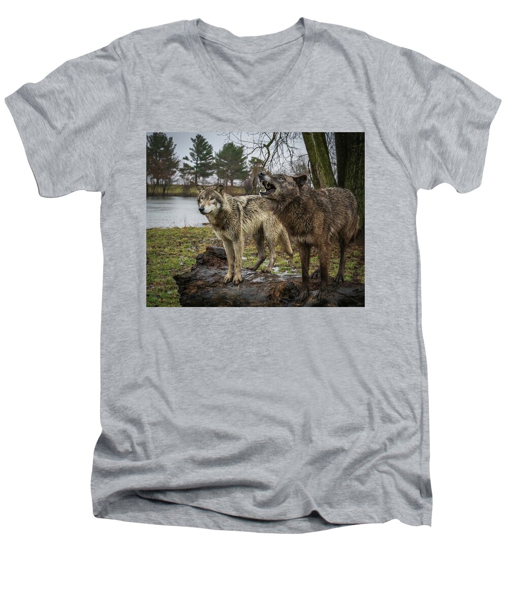 Black Wolf Wolves Men's V-Neck T-Shirt featuring the photograph Noisy Wolf by Laura Hedien