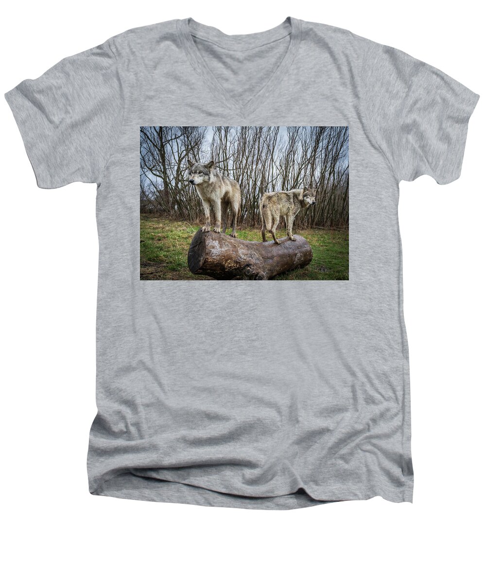 Wolves Wolf Men's V-Neck T-Shirt featuring the photograph Opposite Ends by Laura Hedien