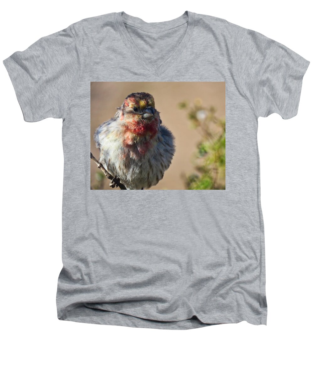 Arizona Men's V-Neck T-Shirt featuring the photograph Rare Multicolored Male House Finch by Judy Kennedy