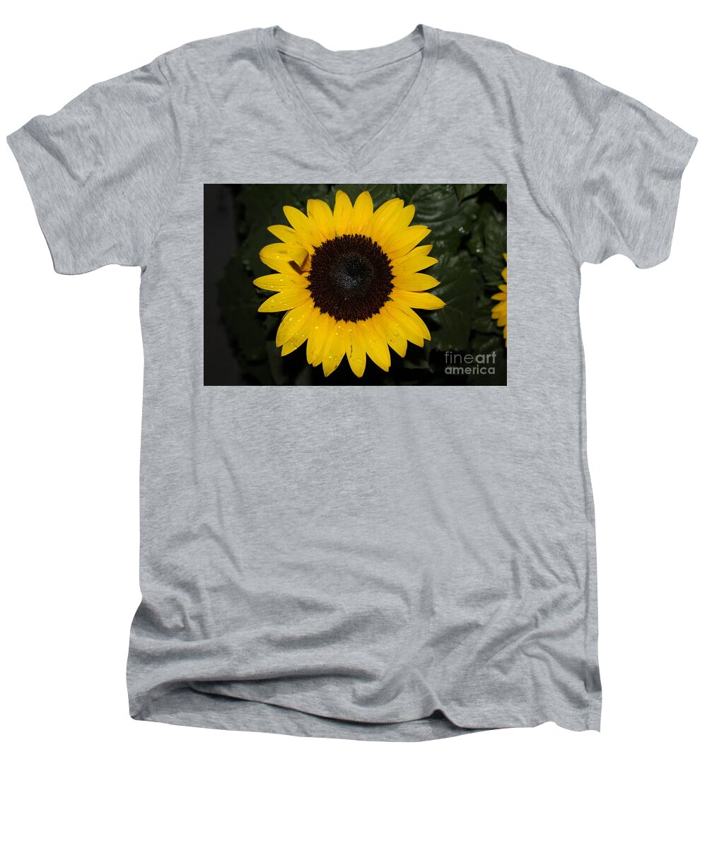 Sunflower With Rain Dew Drops Ii Men's V-Neck T-Shirt featuring the photograph Sun Flower With Rain Dew Drops II by Barbra Telfer