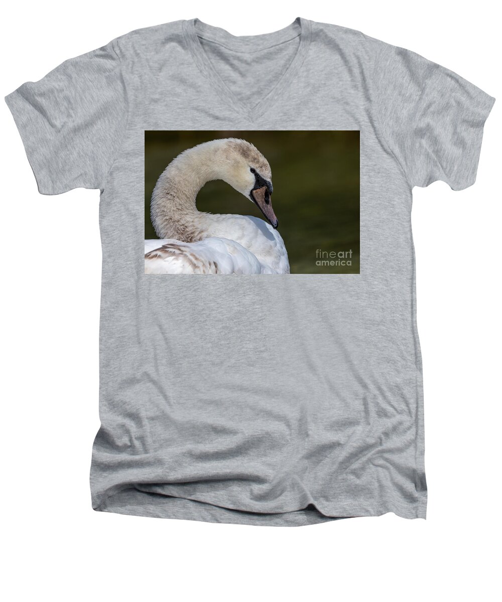 Photography Men's V-Neck T-Shirt featuring the photograph The Young and the Beautiful Swan by Alma Danison