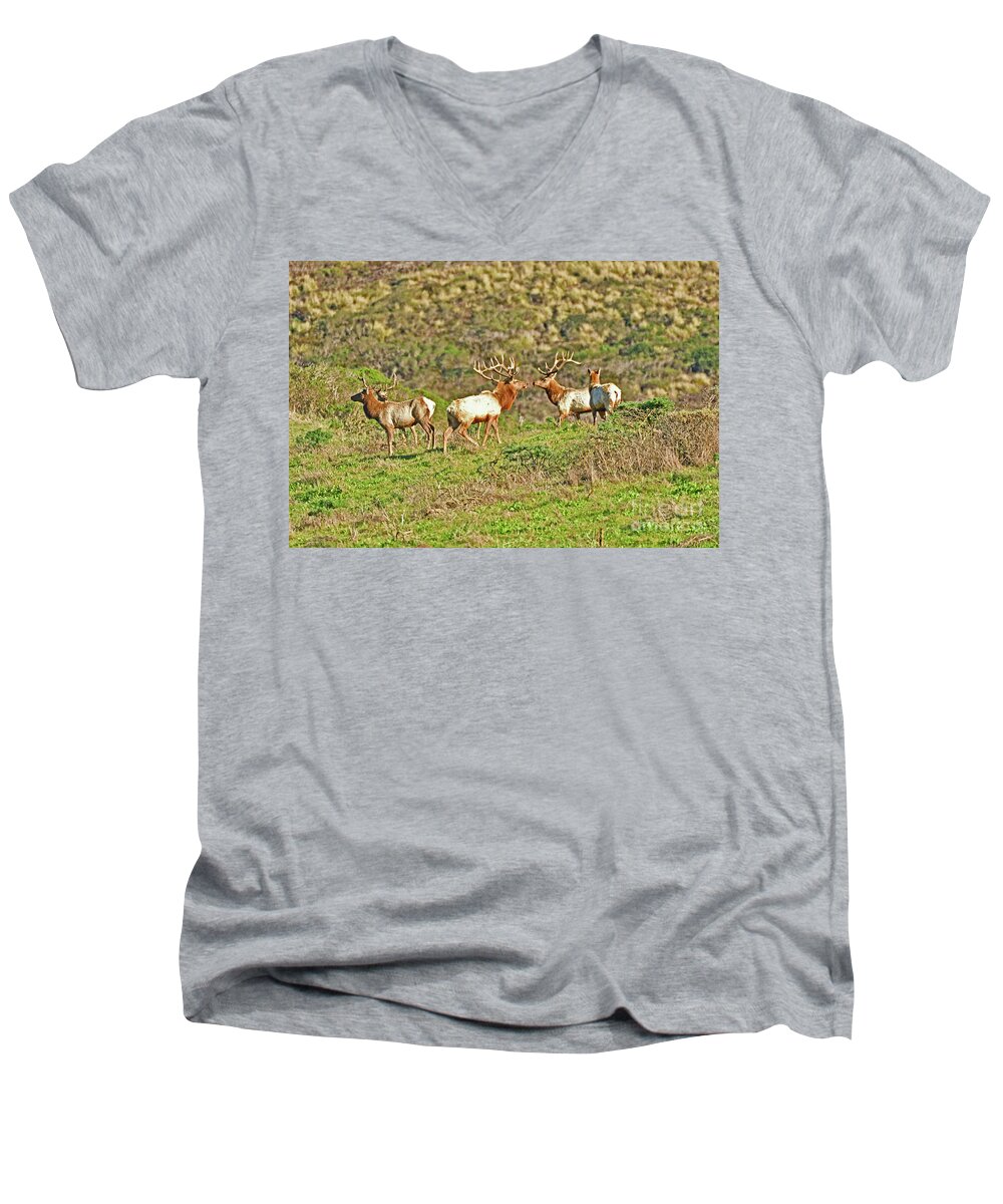 Cervus Canadensis Nannodes Men's V-Neck T-Shirt featuring the photograph A Herd of Tule Elk by Amazing Action Photo Video