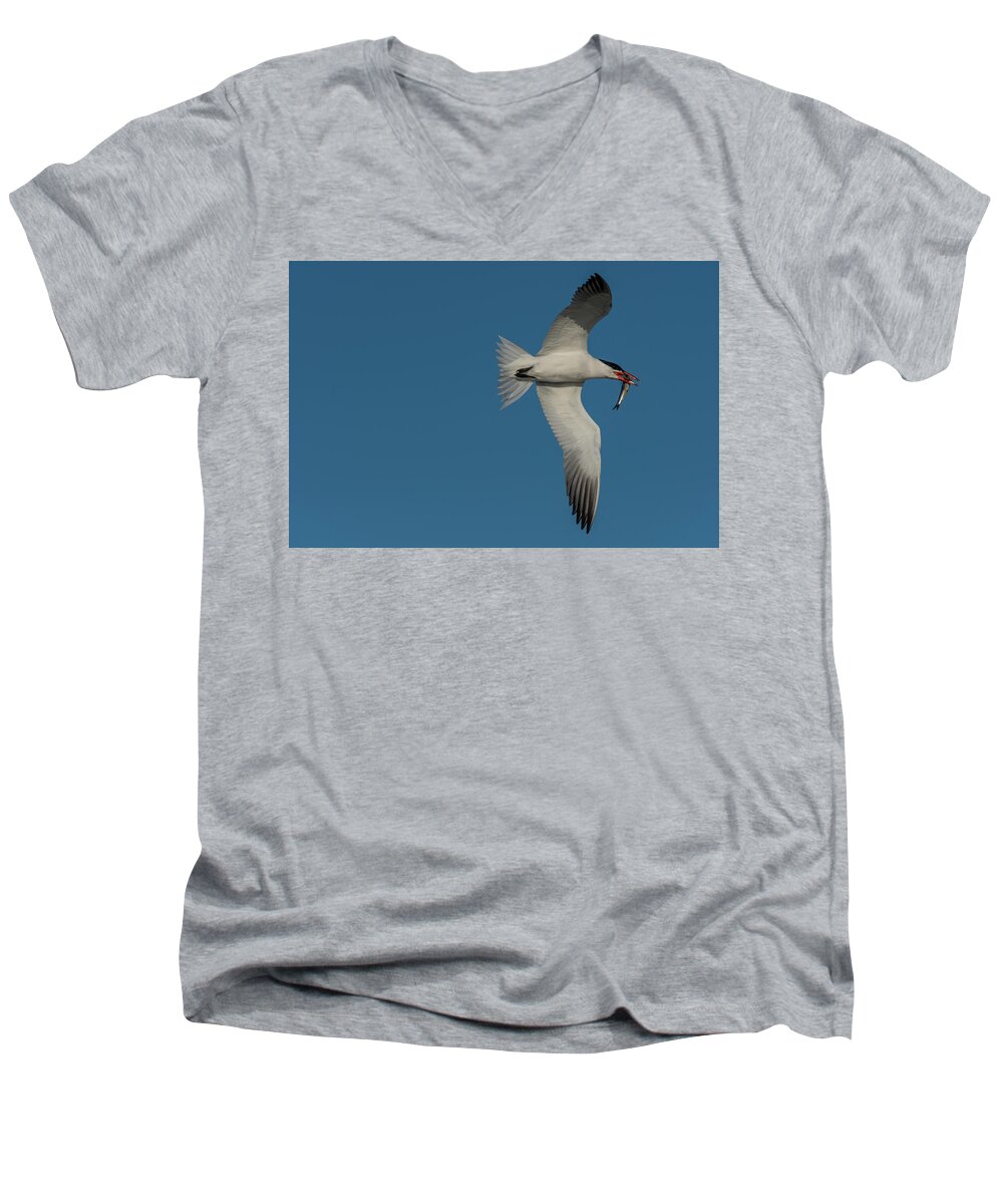 Anchovy Men's V-Neck T-Shirt featuring the photograph Bringing Home a Fish by Robert Potts
