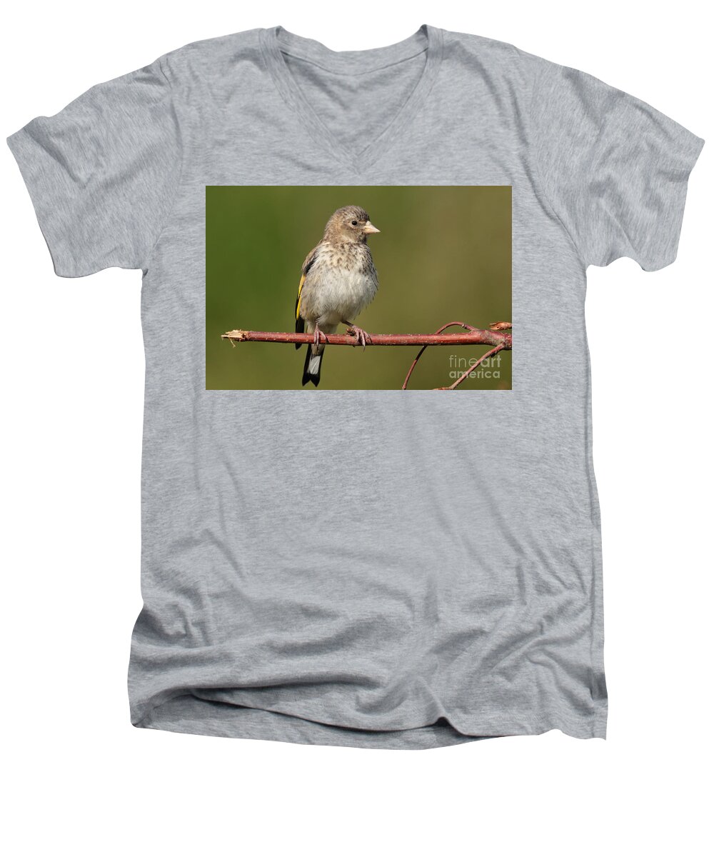 Goldfinch Fledgling Nature Birds Green Yellow Brown Photography Prints Wall-art Men's V-Neck T-Shirt featuring the photograph Goldfinch fledgling by Peter Skelton