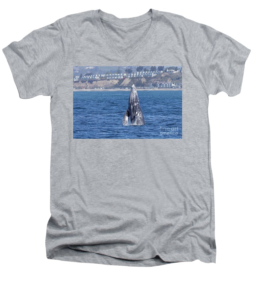 Festival Of Whales Gray Whale Men's V-Neck T-Shirt featuring the photograph Gray Whale Breaching by Loriannah Hespe