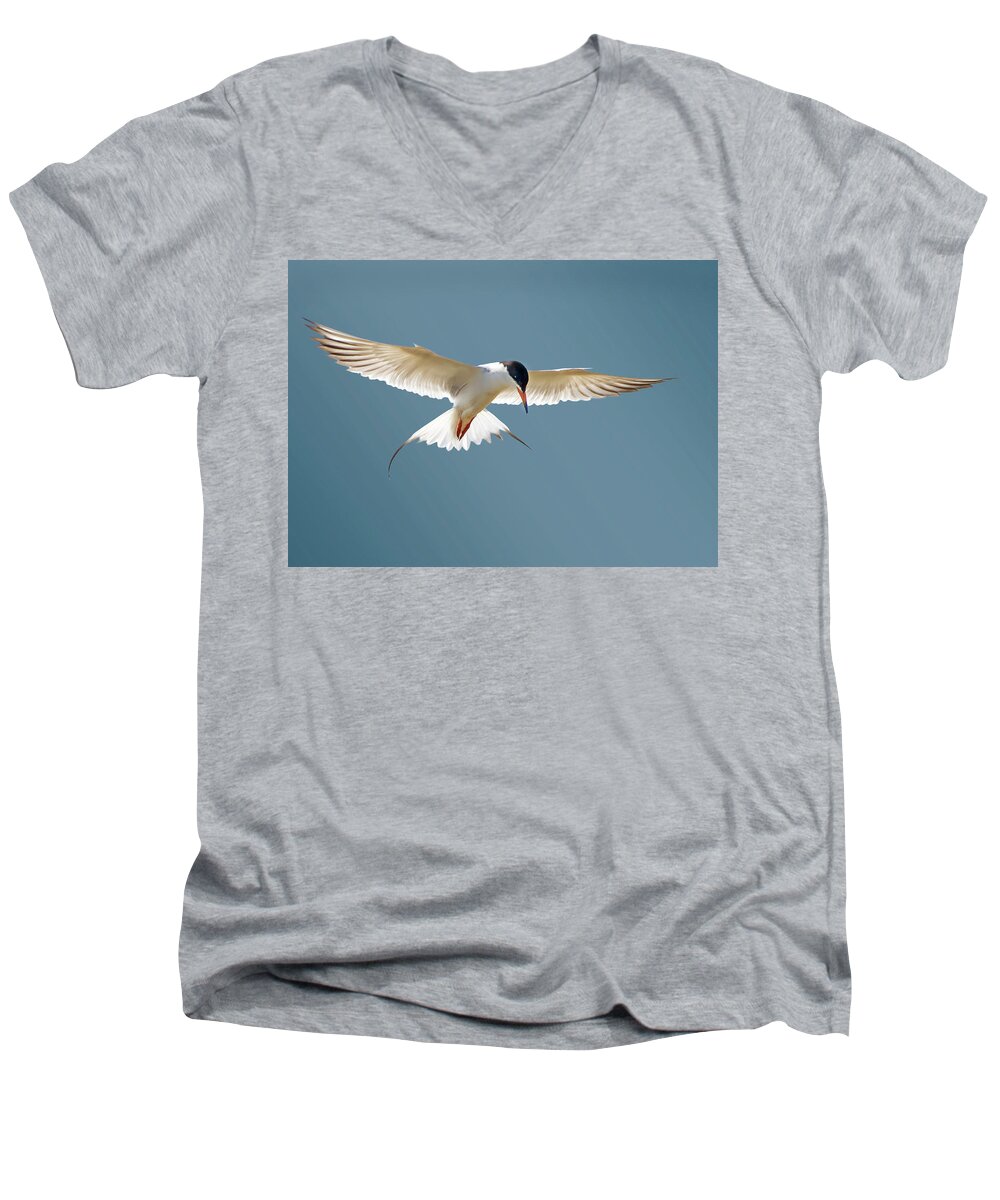 Terns Men's V-Neck T-Shirt featuring the photograph Hovering Tern by Judi Dressler