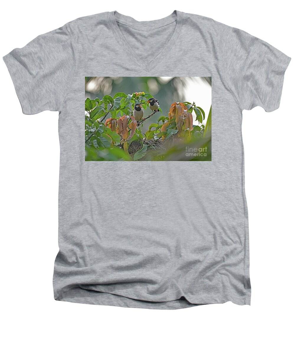 Gracupica Contra Men's V-Neck T-Shirt featuring the photograph Pied Myna Chicks by Amazing Action Photo Video