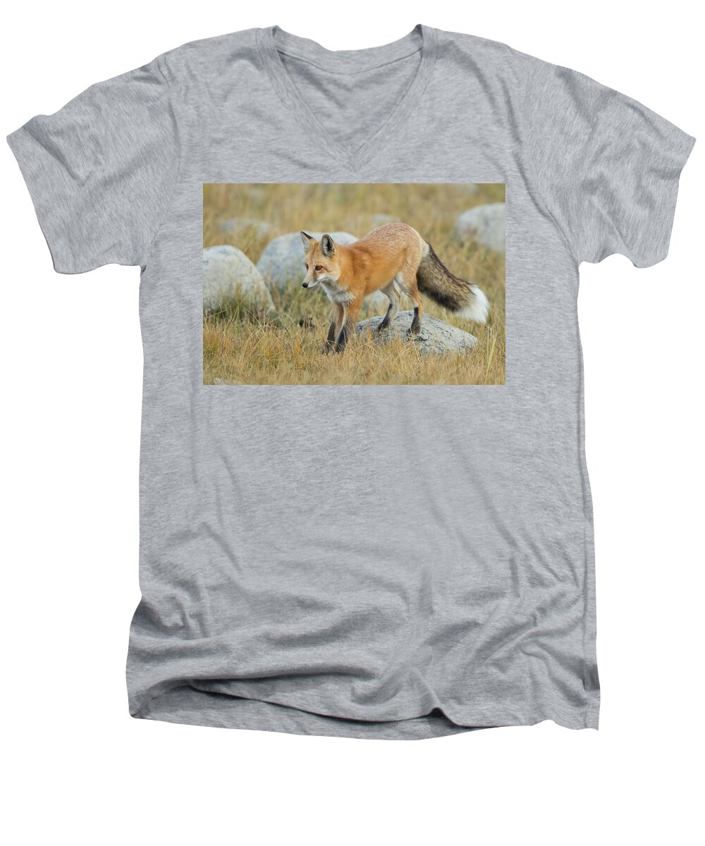 Fox Men's V-Neck T-Shirt featuring the photograph Searching the Grass by CR Courson