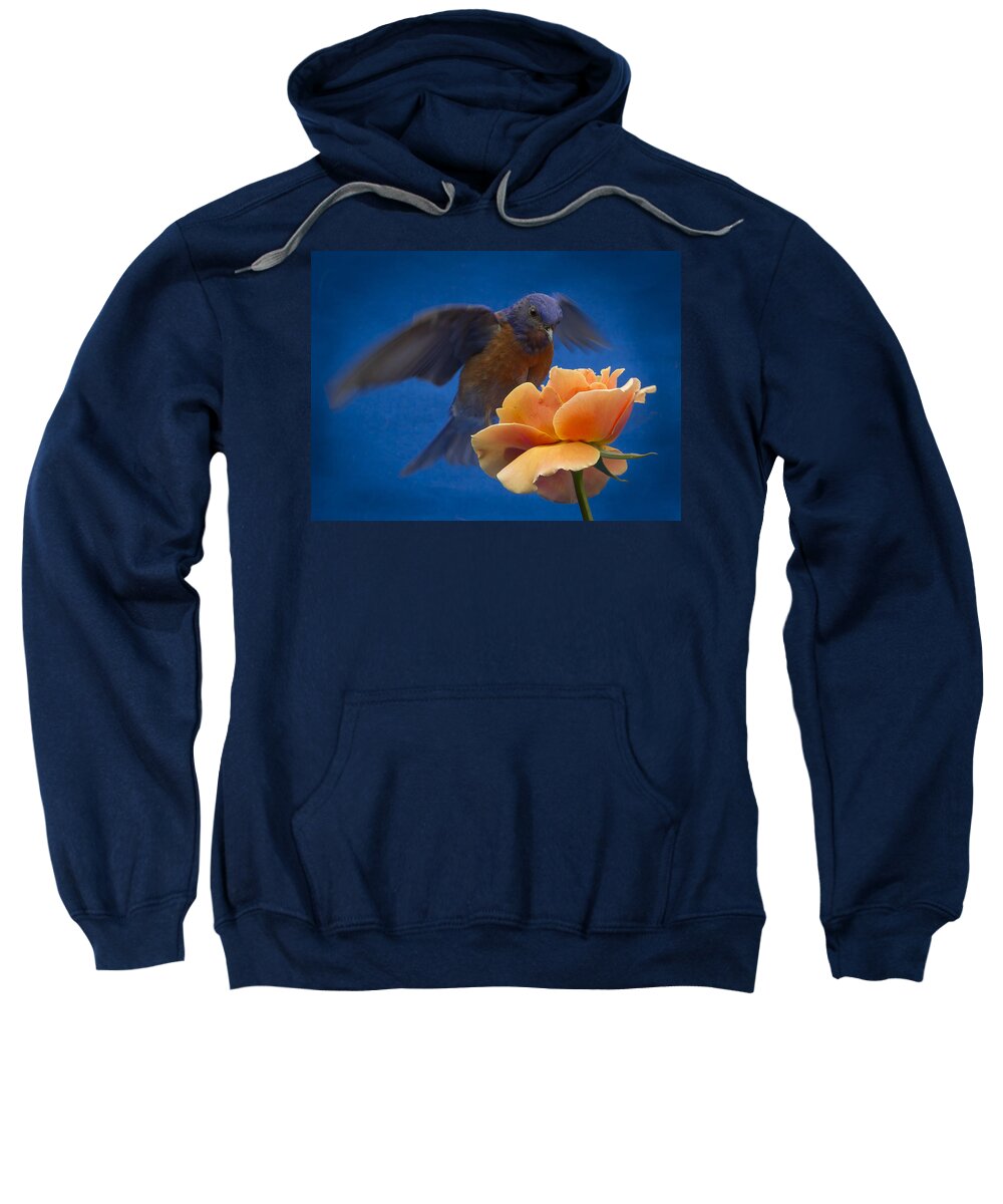 Animals Sweatshirt featuring the photograph Hovering #2 by Jean Noren
