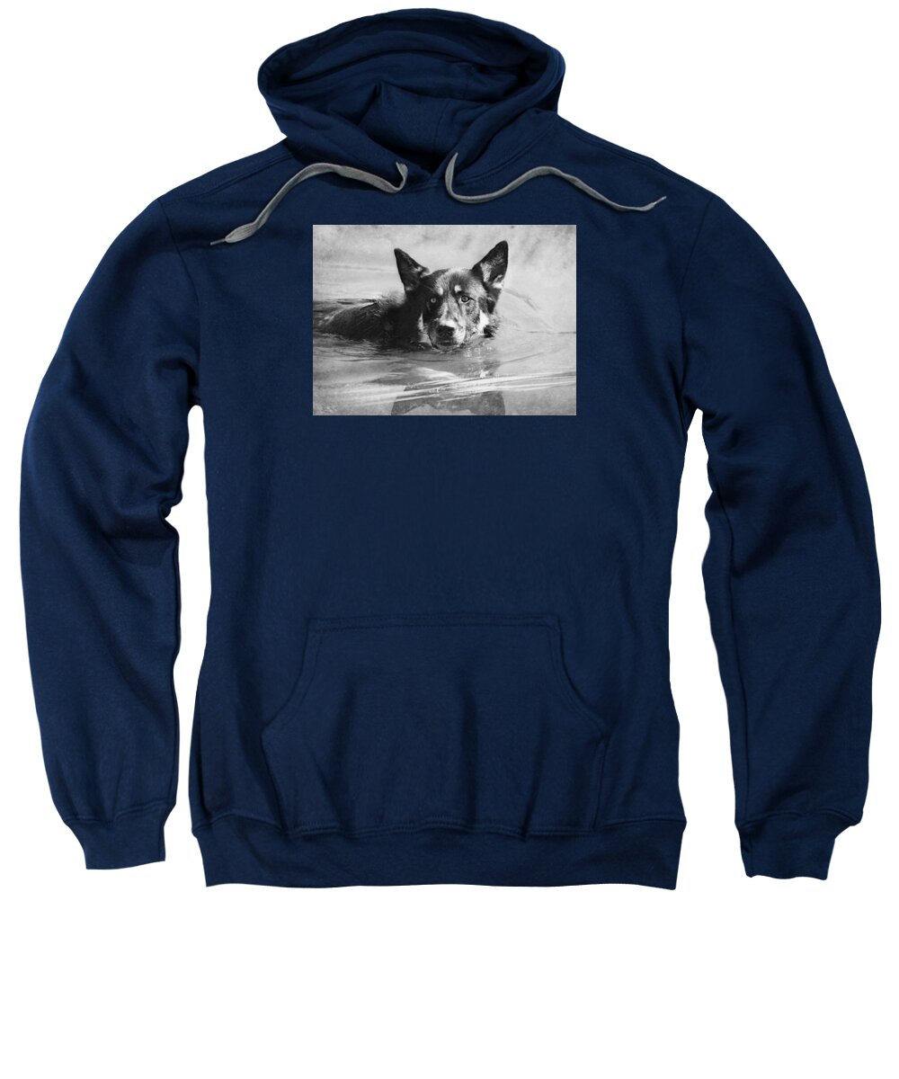 German Shepard Sweatshirt featuring the photograph Cool Waters by Melanie Lankford Photography