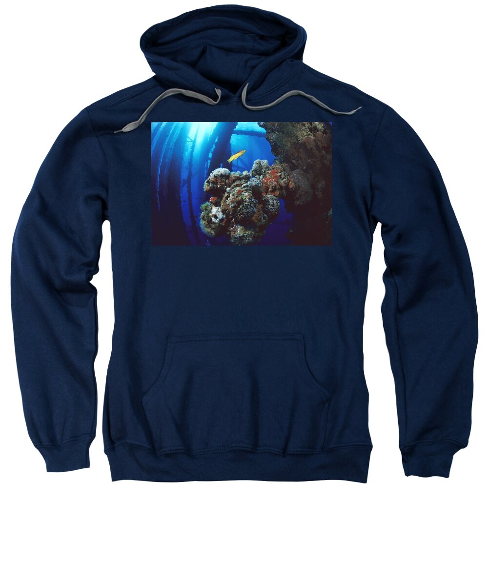 Feb0514 Sweatshirt featuring the photograph Coral Growing On Oil Rig Flower Garden by Flip Nicklin