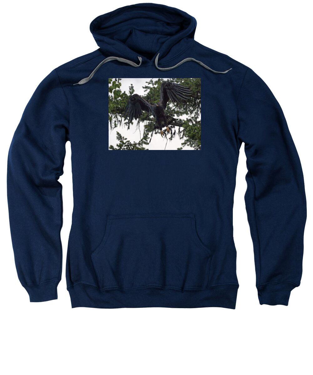 Hawk Sweatshirt featuring the photograph Focused on Prey by Vivian Martin