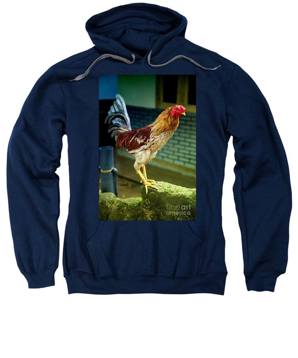 Hen Sweatshirt featuring the photograph Hen On The Wall by Gina Koch