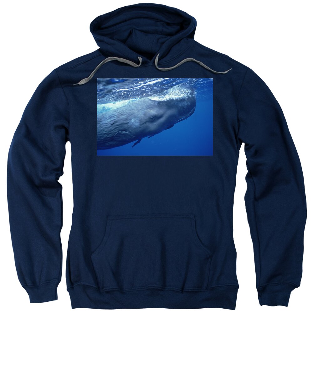 Feb0514 Sweatshirt featuring the photograph Sperm Whale With Remoras Dominica by Flip Nicklin