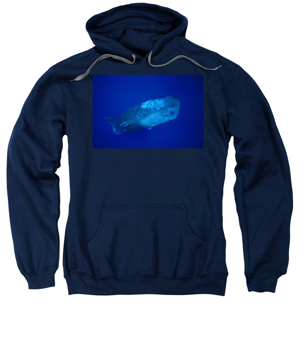 00106892 Sweatshirt featuring the photograph Curious Sperm Whale Calf Dominica by Flip Nicklin